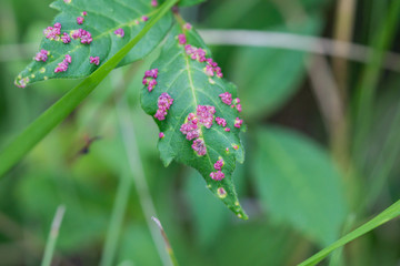 Poison Ivy Leaf Galls in Summer