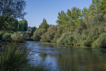 Fototapeta na wymiar rzeka widok drzewa zieleń lato rośliny