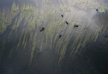 Top view of ducks swimming in a pond with underwater plants growing in it