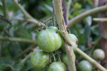cherry tomatoes