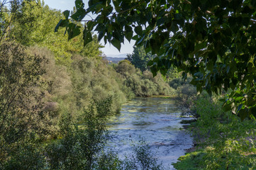 rzeka widok drzewa zieleń lato rośliny