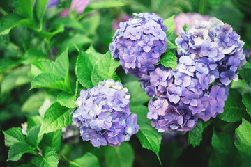 Amazing violet Hydrangea flowers in a summer garden.