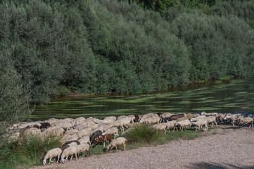 rzeka owce zwierzęta natura drzewa woda rośliny © Piotr