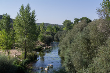 rzeka owce zwierzęta natura drzewa woda rośliny © Piotr