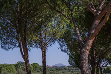 Fototapeta na wymiar widok góry zieleń drzewa natura