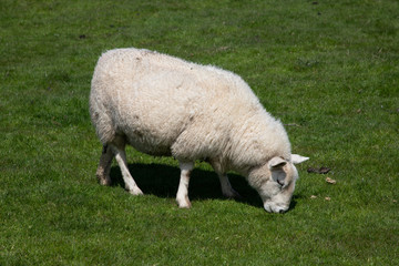 Sheep in a field eating grass, UK