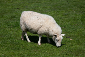 Obraz premium Sheep in a field eating grass, UK