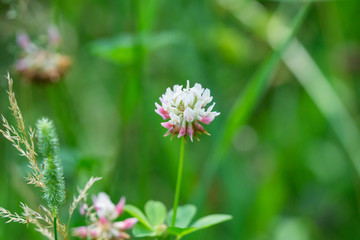 White Clover Flowers in Summer