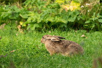 wild hare in the grass