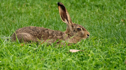 Naklejka na ściany i meble wild hare in a field 