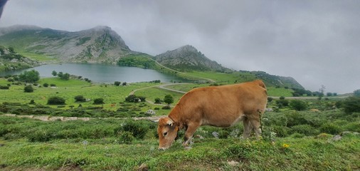 Vaca