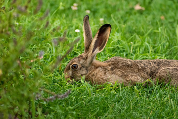 wild hare in the grass