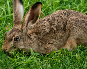 young wild hare in a green meadow 