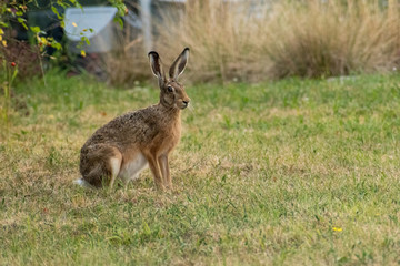 wild rabbit in the grass