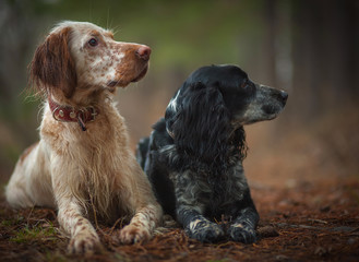 Portrait of two hunting dogs. English setter and Russian hunting spaniel.