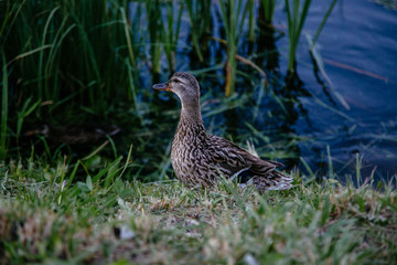 Gray duck near the pond