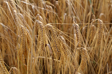 Fototapeta premium Golden ears of rye growing in the field