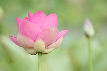 Lotus blossom in the middle of the pond. Nymphaea lotus is a type of aquatic plant.