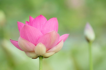 Lotus blossom in the middle of the pond. Nymphaea lotus is a type of aquatic plant.