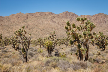 Trees in Joshua Tree National Park, California, USA