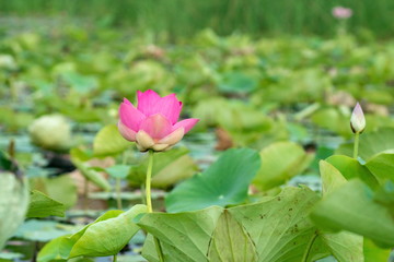 Lotus blossom in the middle of the pond. Nymphaea lotus is a type of aquatic plant.