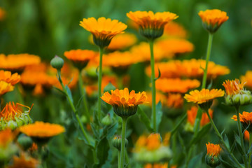 medicinal marigold flowers growing in a clearing in nature