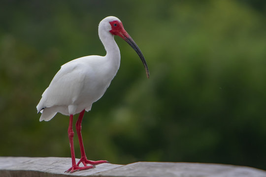Portrait of an adult White Ibis.