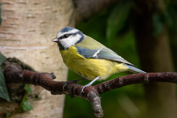 Blue tit, Cyanistes caeruleus