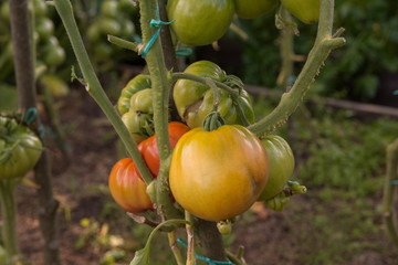 Bunch of big green tomatoes on a bush, growing selected tomato in a greenhouse.Green tomatoes among the branches. Natural and organic agriculture