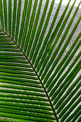 tropical palm leaf background