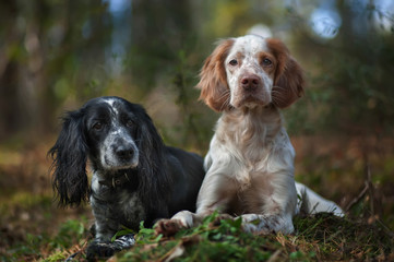 Portrait of two hunting dogs in nature. The English setter and the Spaniel.