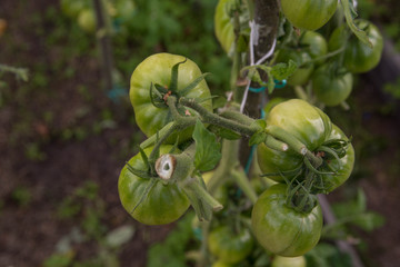 Bunch of big green tomatoes on a bush, growing selected tomato in a greenhouse.Green tomatoes among the branches. Natural and organic agriculture