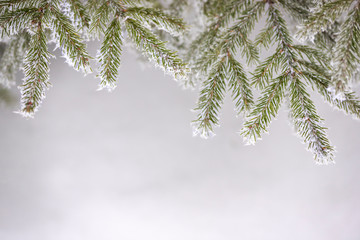 Obraz premium snow covered branches