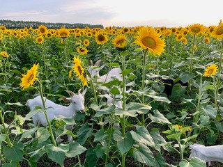 Сute goat with small horns eats sunflowers