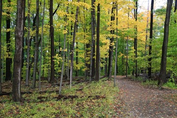 Autumn season walking trail
