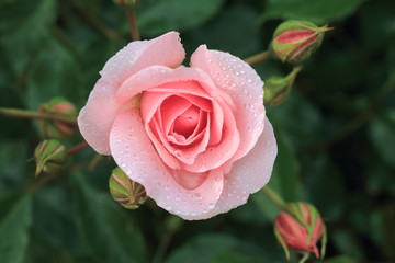 Pink Rose with Water Drops