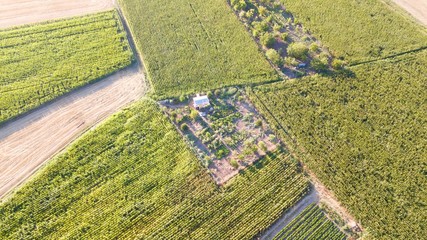 Aerial view of the green agriculture field. Corn field. They are at the growth stages. There is a pathway in the middle of field. Mountains can be seen.