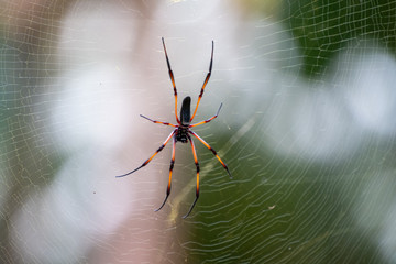 tropical spider in the Seychelles
