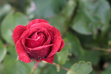 Red Rose with Dew Drops