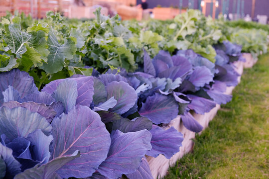 Green and purple leafy vegetables in garden