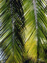 Fototapeta na wymiar Palm Trees in a Garden