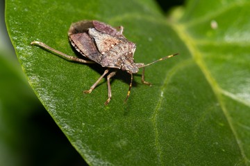 Nezara viridula (lat.) Is a species of bedbugs of the Pentatomidae family macro. Adult stinker beetle on green leaf