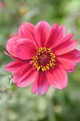 Fototapeta premium Close Up of Pink Flower