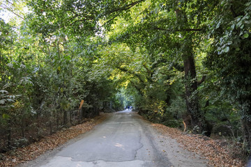 road in the forest