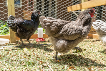 A rooster with hens in a coop set in a residential setting