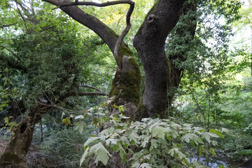 Naklejka premium tree in the forest