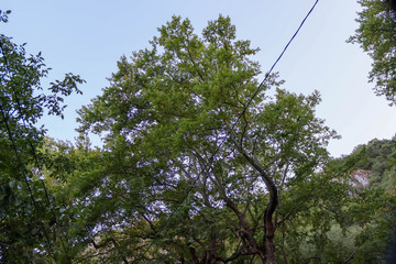 trees and sky