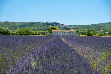 Blooming purple lavender fields at Senanque monastery, Provence, southern France. Europe