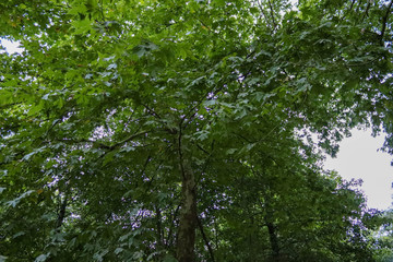 trees in the forest