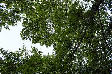 Fototapeta premium tree in the forest